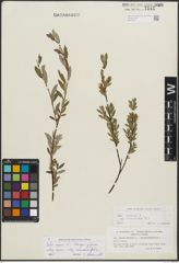 Foto von Salix repens subsp. incubacea (L.) A. Neumann